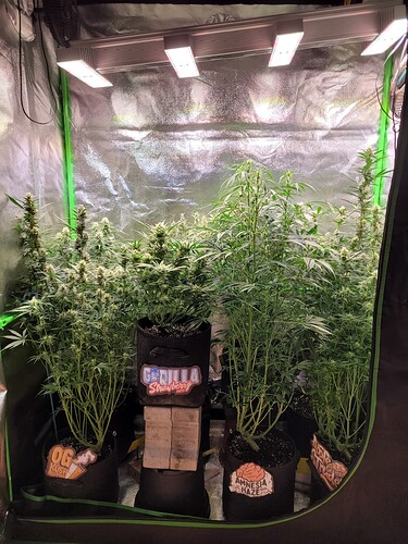 Growreport Bild 1