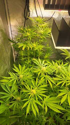 Growreport Bild 17