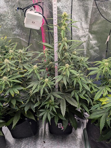 IMG_20250408_183536_014