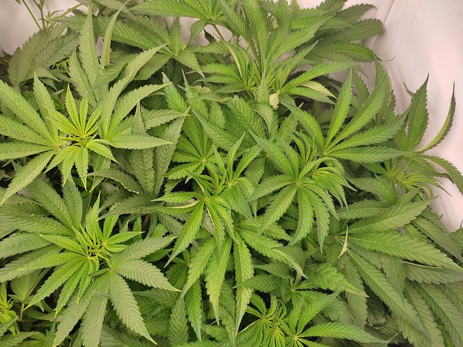 Growreport Bild 15