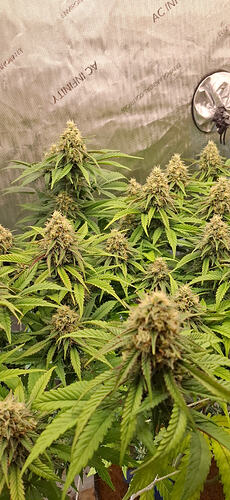 Growreport Bild 5