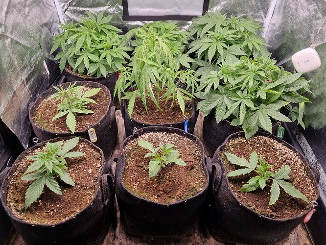 Sechs junge Cannabispflanzen in Stofftöpfen, die sich in einem Zelt befinden. Die Pflanzen sind in verschiedenen Wachstumsstadien, aber alle scheinen gesund zu sein.