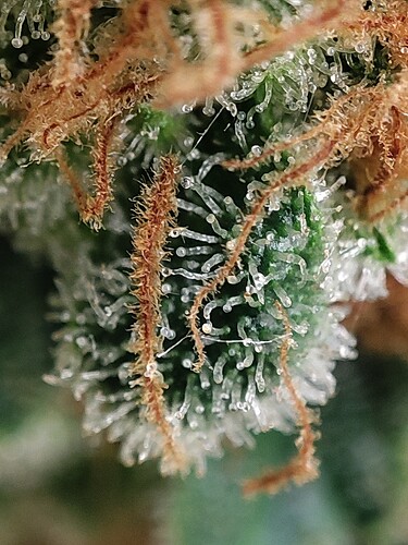 Growreport Bild 94