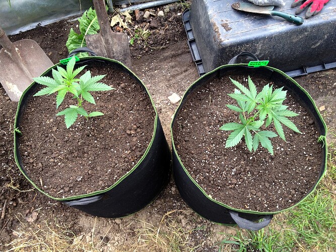 Growreport Bild 62
