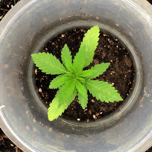 Grow26_0608_17