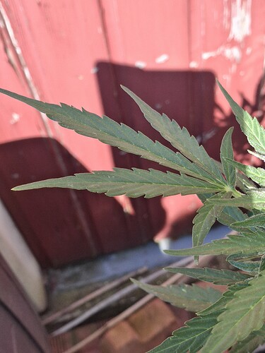 Growreport Bild 126