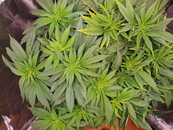 Growreport Bild 5