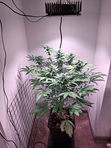 Growreport Bild 27