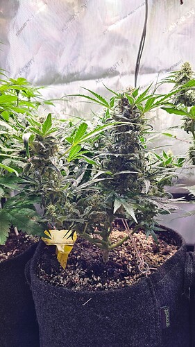 Growreport Bild 4
