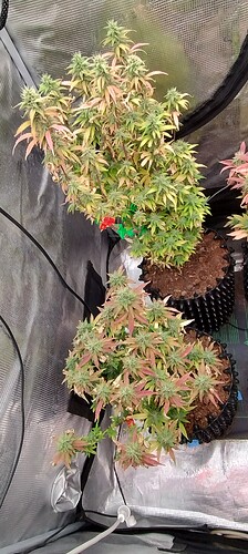 IMG_20251219_210903552_HDR