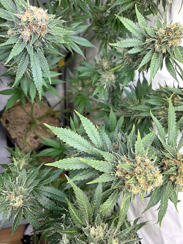 Growreport Bild 111