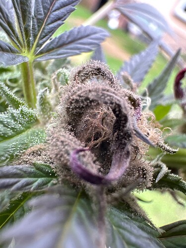Growreport Bild 38