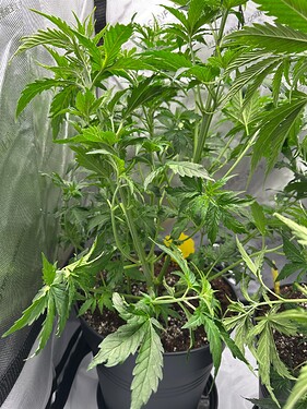 Growreport Bild 31