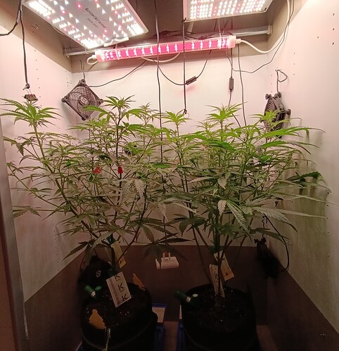Growreport Bild 38