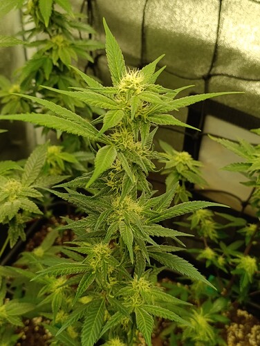 Growreport Bild 12