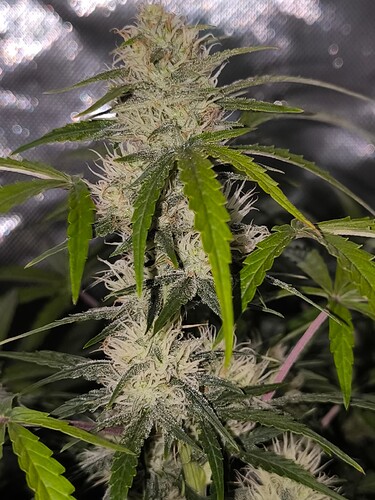 Growreport Bild 3