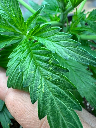 Growreport Bild 64