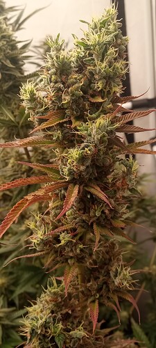 Growreport Bild 14
