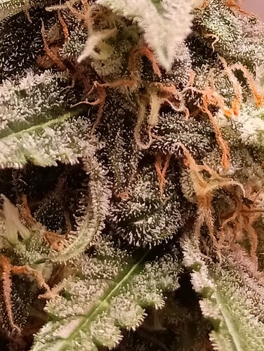 Growreport Bild 9