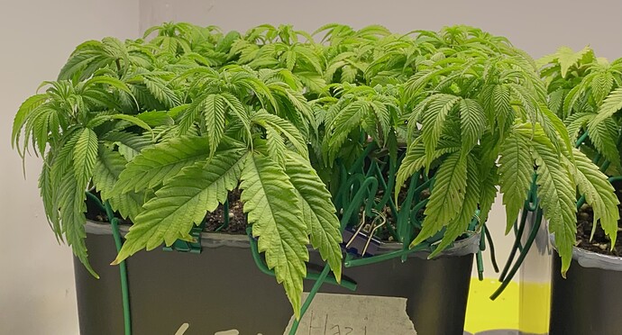 Growreport Bild 5