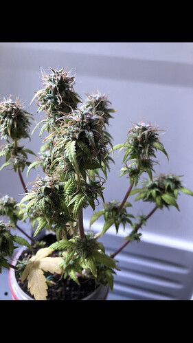 Growreport Bild 3