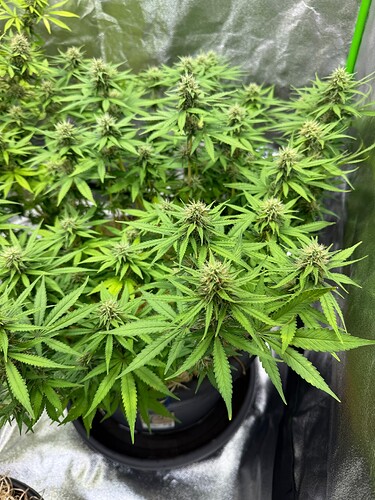 Growreport Bild 5