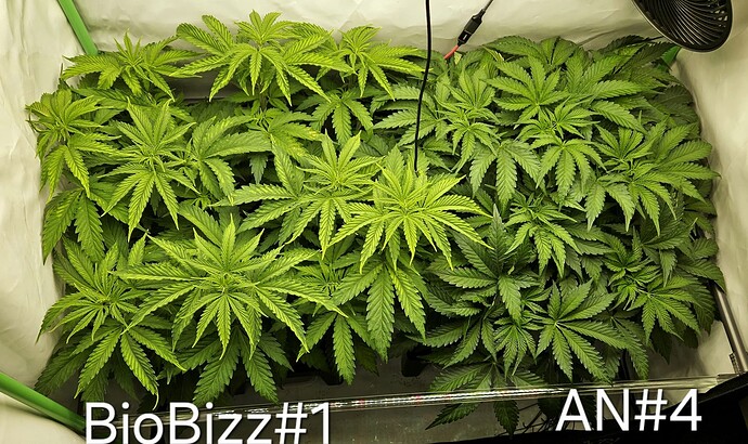 Growreport Bild 1