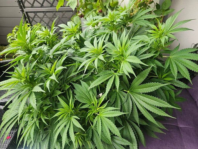 Growreport Bild 24