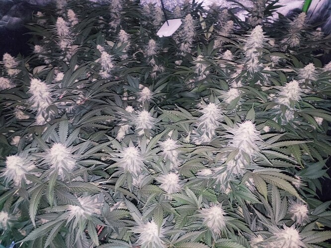 Growreport Bild 19