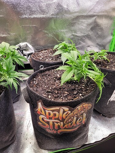 Growreport Bild 14