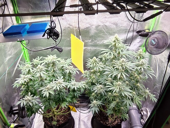 Growreport Bild 4