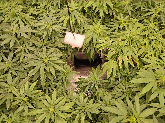 Growreport Bild 5