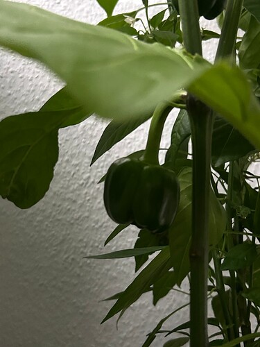 Growreport Bild 25