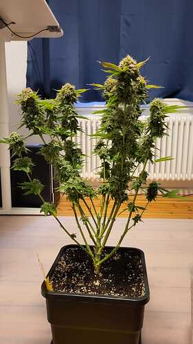 Growreport Bild 14