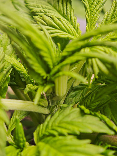 Growreport Bild 35