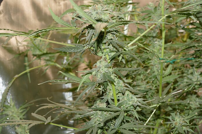 Growreport Bild 5