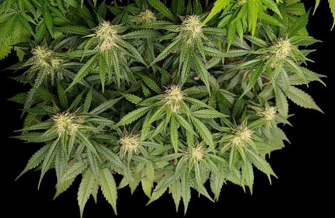Growreport Bild 8