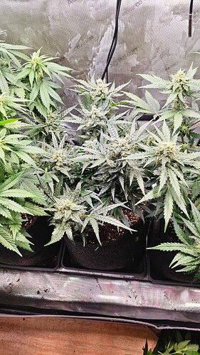 Growreport Bild 18