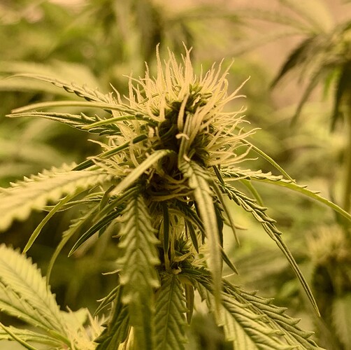 Growreport Bild 5