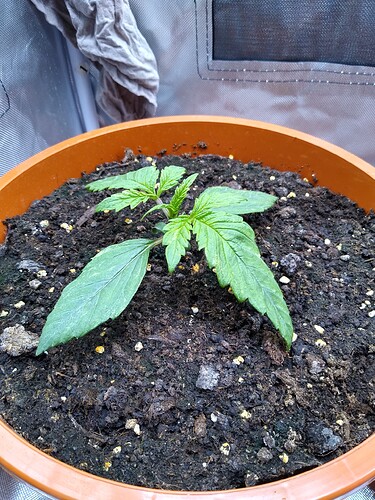 IMG_20240425_164411992_HDR