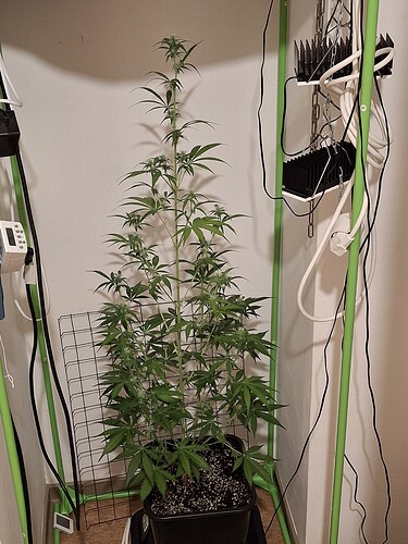 Growreport Bild 186