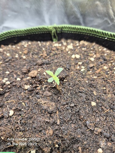 Growreport Bild 3