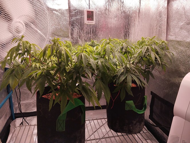 IMG_20241102_203000 - Kopie