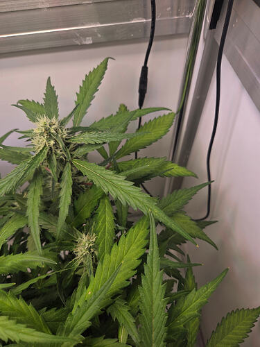 Nahaufnahme einer Cannabis-Pflanze in der Blütephase mit sichtbaren Blattverfärbungen in einer Growbox.