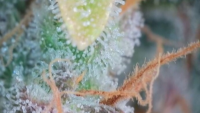 Growreport Bild 53