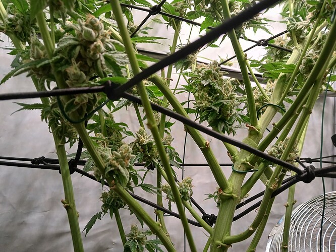 Growreport Bild 13