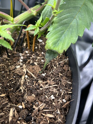 Growreport Bild 13