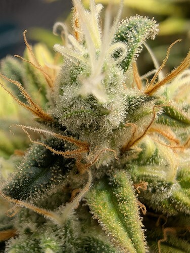 Growreport Bild 12