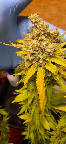 Growreport Bild 6