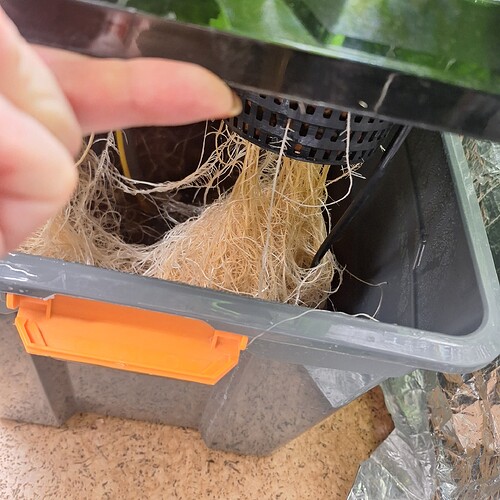 Nahaufnahme der Wurzeln einer Pflanze, die aus einem Netztopf in einen Wassertank hängt.